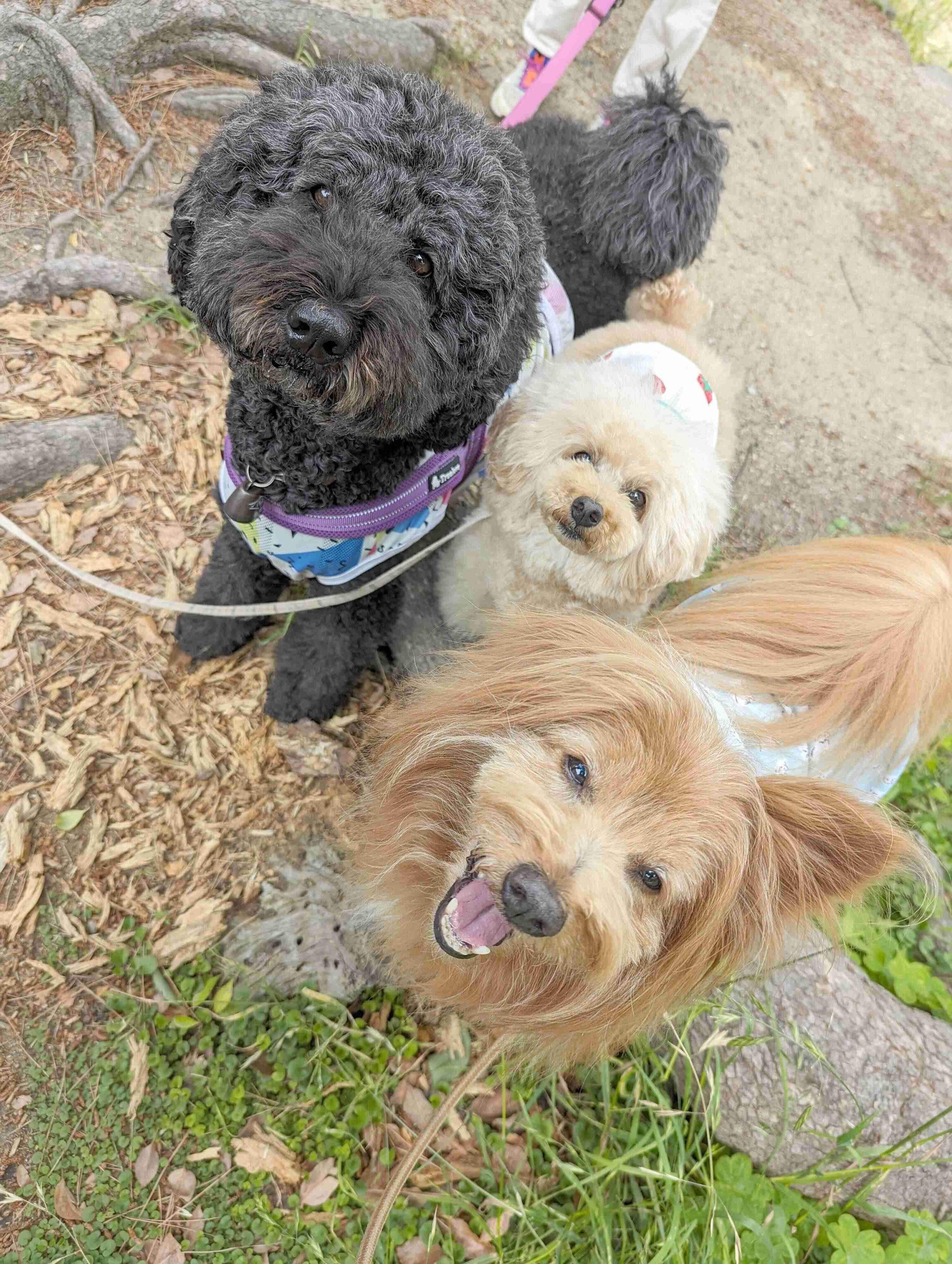 犬種様々な犬の写真