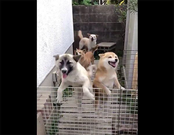 飼い主さんを見つけて喜ぶ犬たち