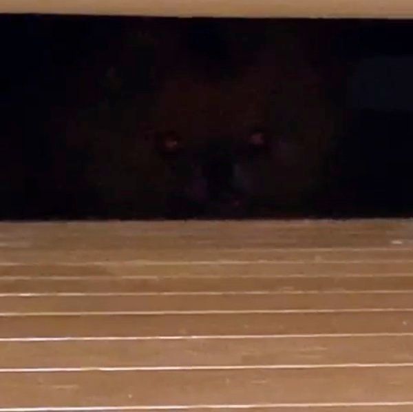 ソファの下にいる犬