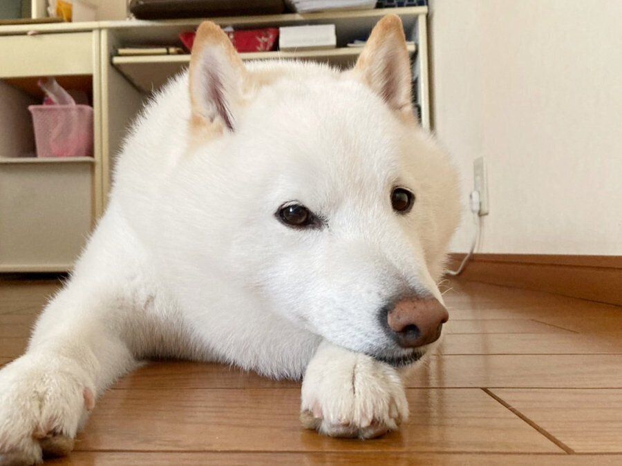 伏せるラッちゃん