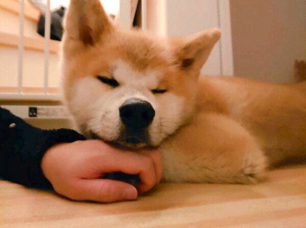 くつろぐケンくん