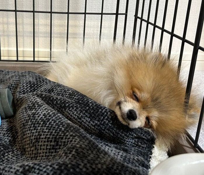 幸せそうに眠るはるこちゃん