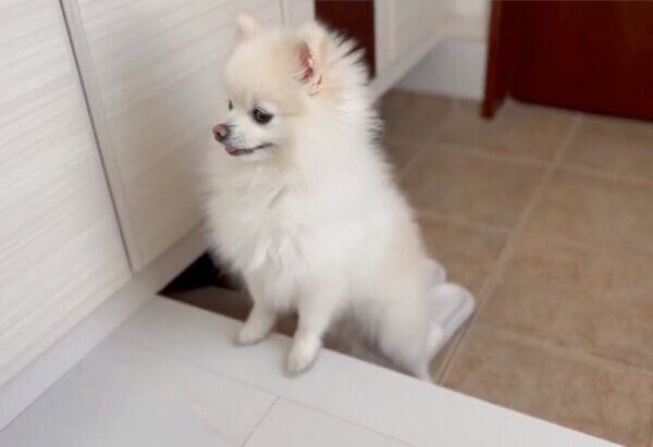 玄関で待つぽんちゃん