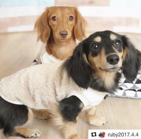 シンプルでナチュラルな犬服：キミノフク。