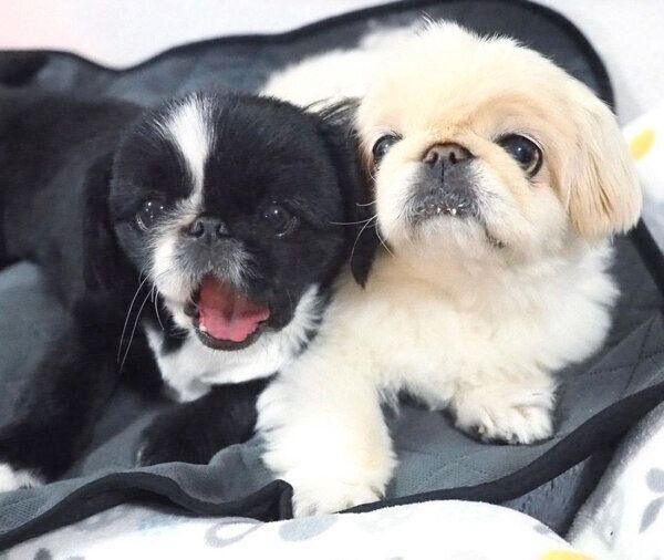 くっつくフロルちゃんとペコちゃん