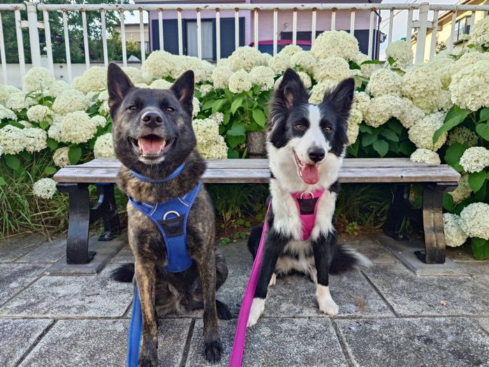一緒に散歩をする甲斐犬(写真左)と妹犬・ボーダーコリー(写真右)