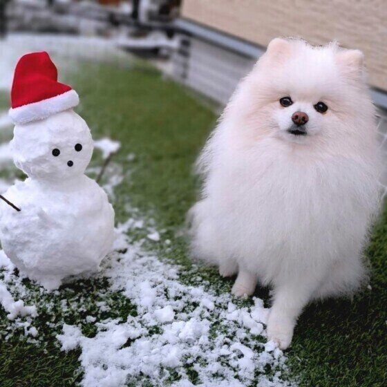 雪だるまとポメラニアン