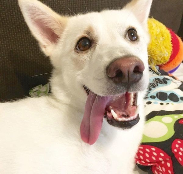 元保護犬・ルルちゃん