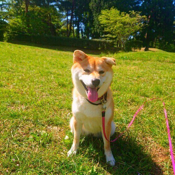 気持ちよさそうに外にいる柴犬