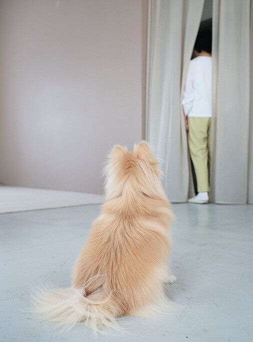 隠れた状態でオイデを指示する飼い主