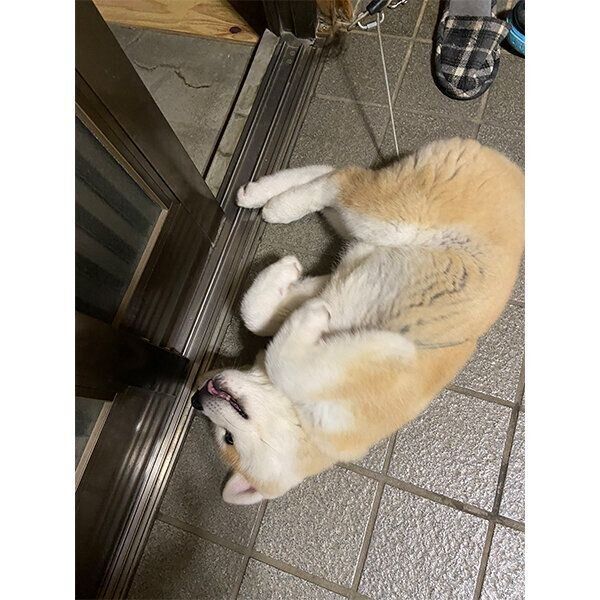 おなかを見せるむう太くん