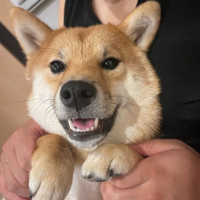 ナデナデが大好きなつくしちゃん