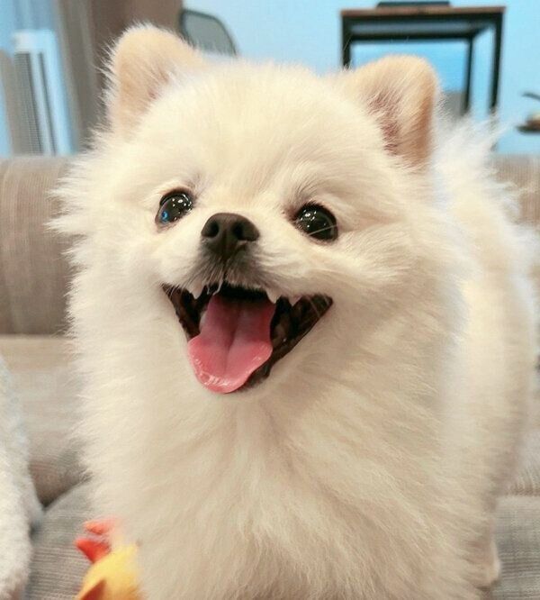 おやつ待ちでニコニコ顔になるこめたくん