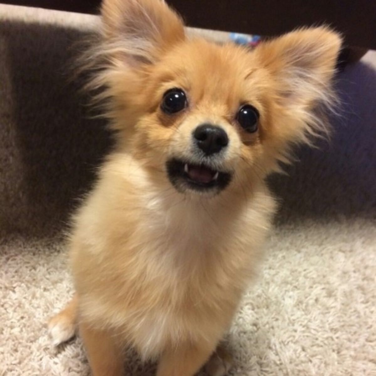 犬は緊張すると鼻水が出る 人とは違う犬の生理現象 いぬのきもちweb Magazine 犬は緊張すると鼻水が出る 人とは違う犬の生理現象 いぬのきもちweb Magazine