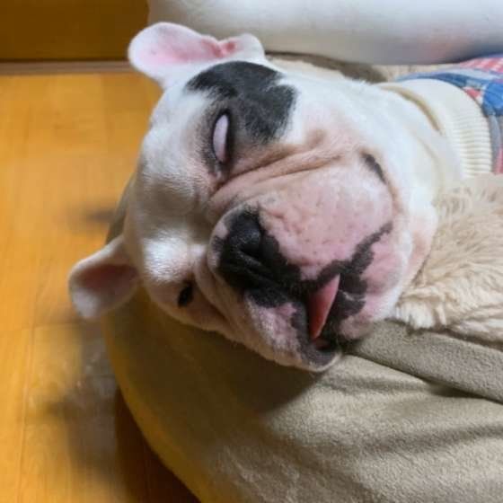 くったりのフレンチブルドッグ