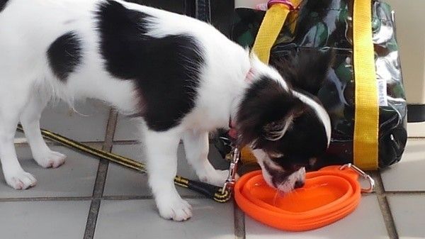 オレンジの水のみボウルで水を飲むチワワ
