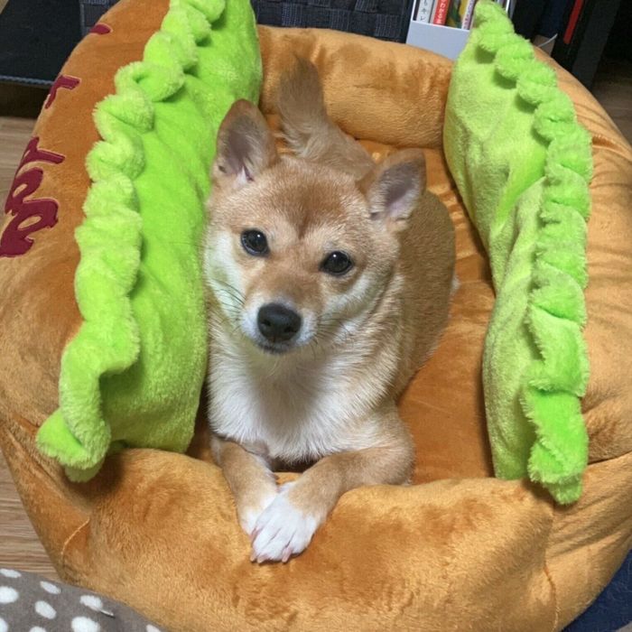 見つめるモコちゃん