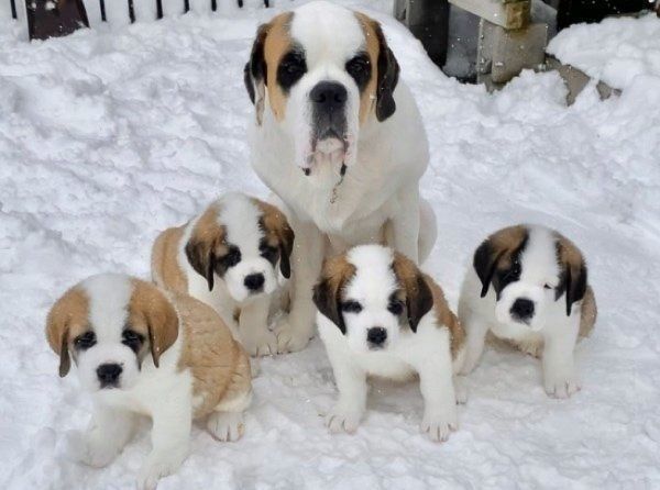 初めて雪を見たセント・バーナード
