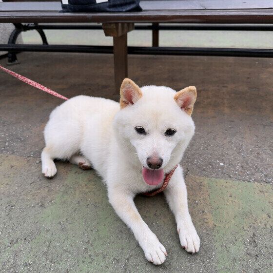 柴のひなちゃん