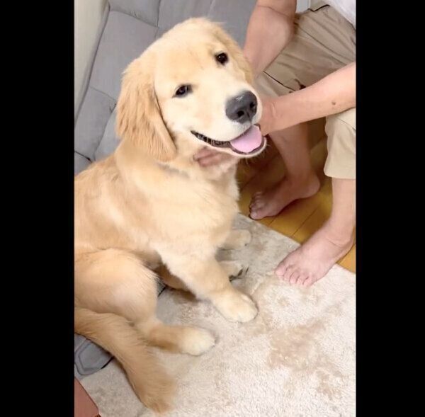 飼い主さんのお父さんにナデナデしてもらうポチタくん