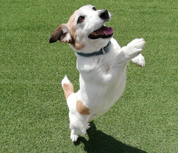 お風呂が大好きな犬