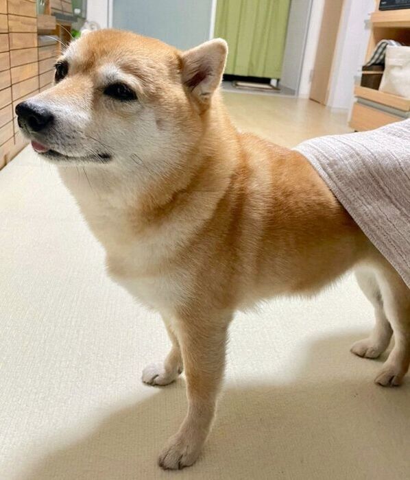 「もうねませんか?」と飼い主さんを誘うこじろうくん