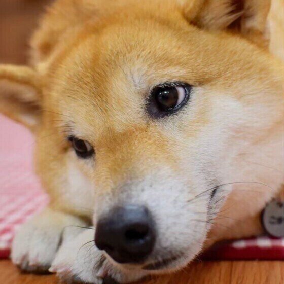 ドッグフードの切り替えを成功させるポイント いぬのきもち