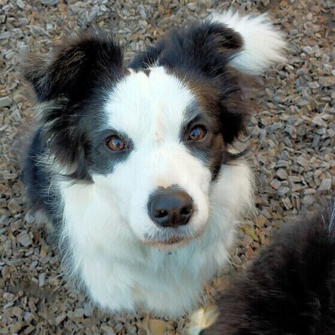 コーギーやシェルティも 牧羊犬 牧畜犬として活躍した犬種とは いぬのきもちweb Magazine コーギーやシェルティも 牧羊犬 牧畜犬として活躍した犬種とは いぬのきもちweb Magazine