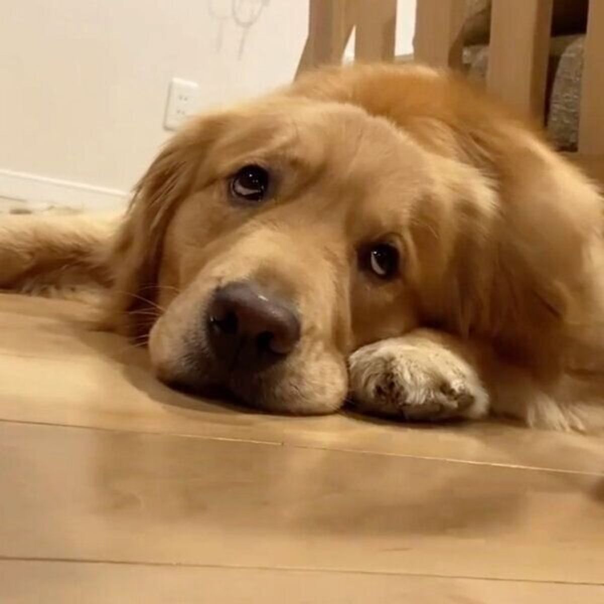 お風呂タイムで完全にふてくされる犬 納得いっていない表情で駄々をこねた いぬのきもちweb Magazine お風呂タイムで完全にふてくされる犬 納得いっていない表情で駄々をこねた いぬのきもちweb Magazine