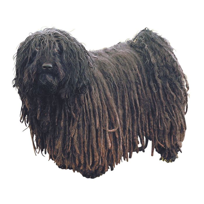 黒いドレッドヘアが特徴