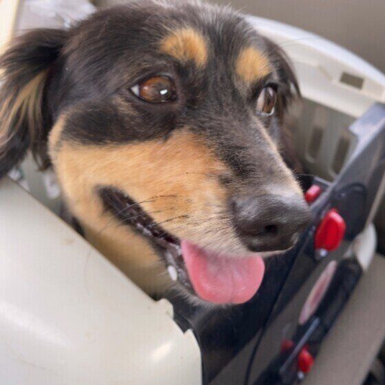 笑顔のダックスフンド