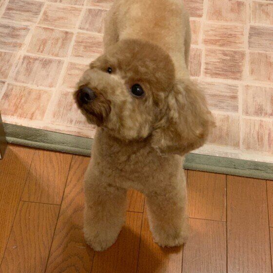 くんくんする茶々丸ドナルドくん