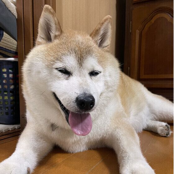 柴のコタローくん