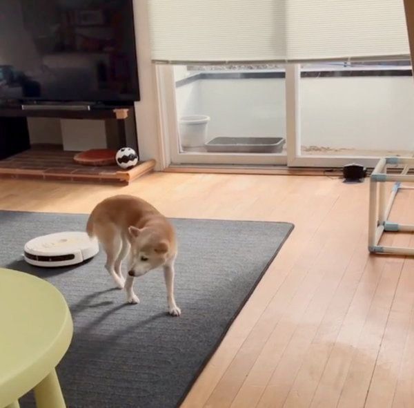 柴犬のリリコちゃん