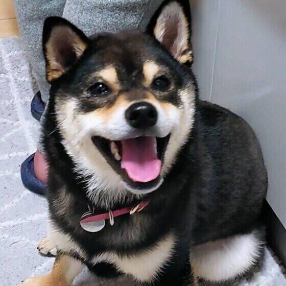 ほほ笑むももちゃん（柴）