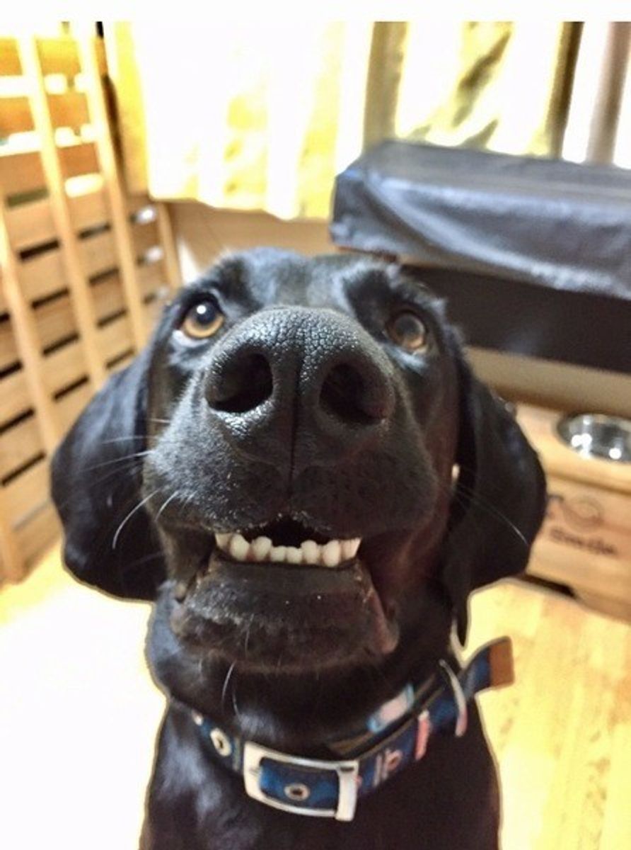 愛犬は飼い主さんに何を伝えたい 犬の鳴き声の意味を解説 いぬのきもちweb Magazine 愛犬は飼い主さんに何を伝えたい 犬の鳴き声の意味を解説 いぬのきもちweb Magazine