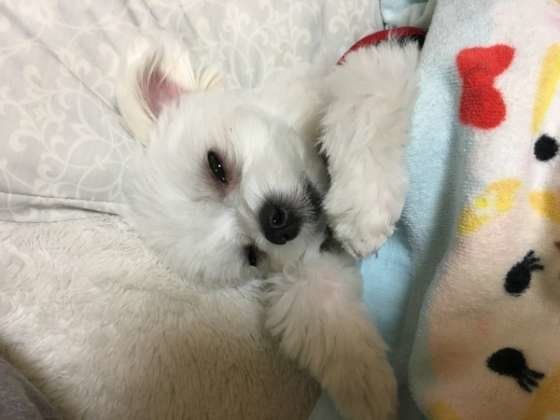 布団で眠るマルチーズ