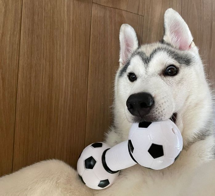 おもちゃで遊ぶスカイくん