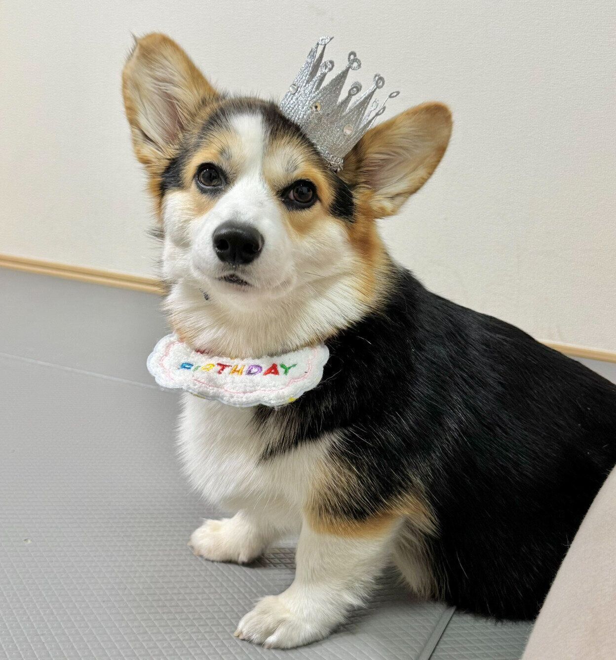 1才になったポルテちゃん