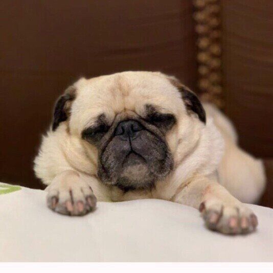 気持ちよさそうに眠るパグ