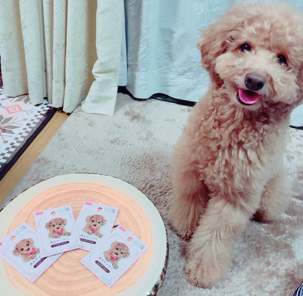 ダイソーで必見のアイテム