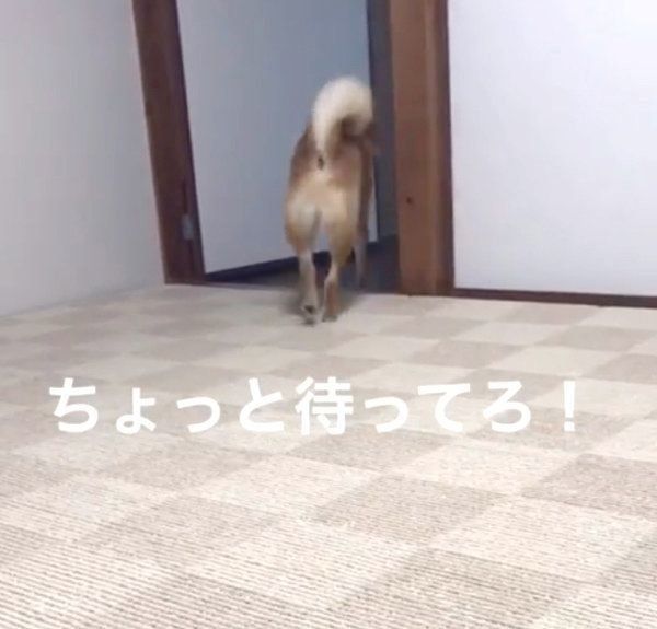 謎の行動をする柴犬