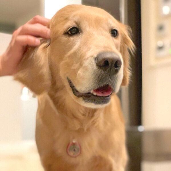 優しい表情をするきなこちゃん