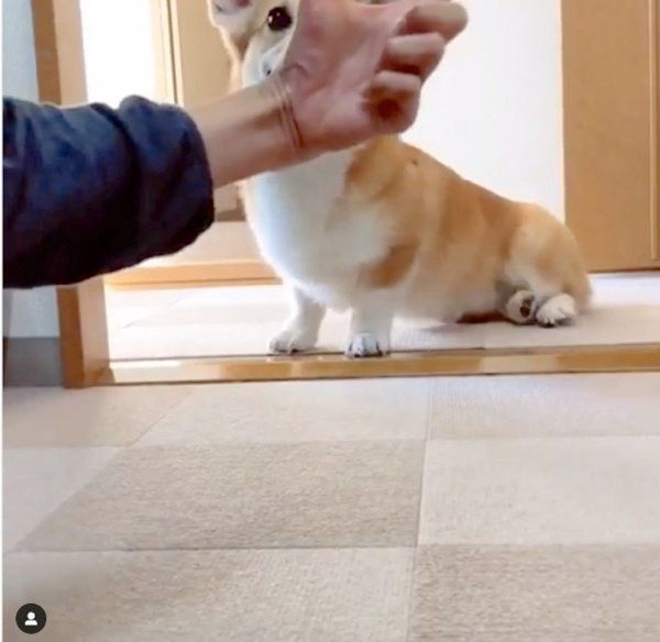 芸達者なコーギー