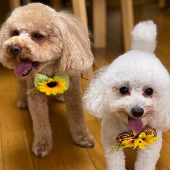 ヒマワリをつけるトイ・プードルたち