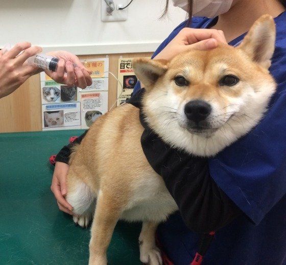 犬パラインフルエンザワクチン接種うつるうつらない