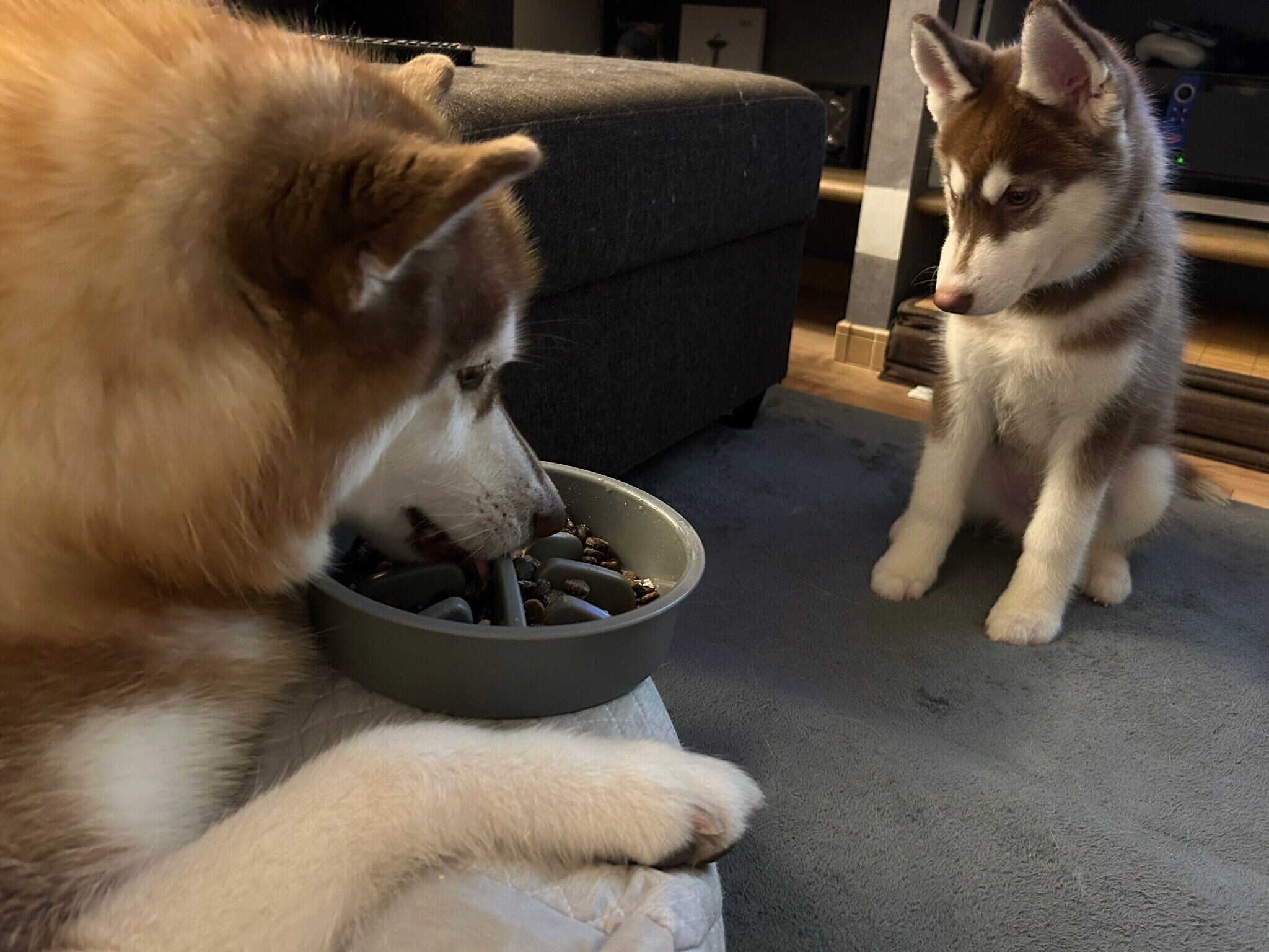 ゴハンを食べるレムちゃんと、その様子を見守るロズくん