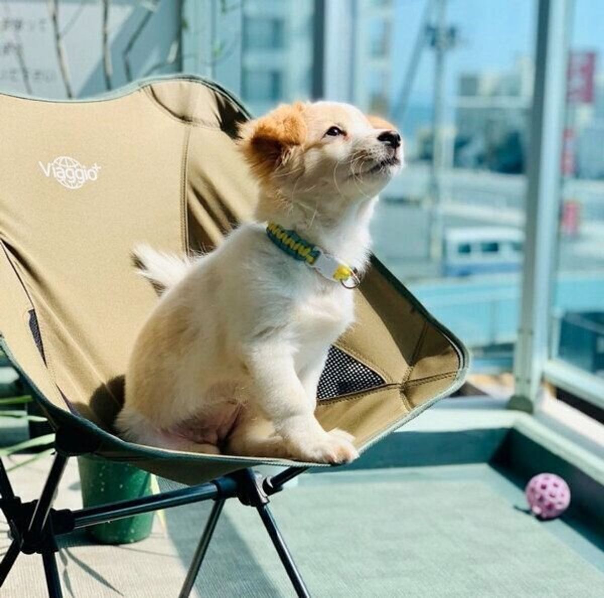 宮古島で生まれ 東京にやってきた保護子犬 今の飼い主と出会い 幸せに暮らす姿を追った いぬのきもちweb Magazine 宮古島で生まれ 東京にやってきた保護子犬 今の飼い主と出会い 幸せに暮らす姿を追った いぬのきもちweb Magazine