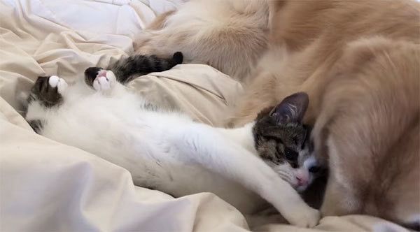 ゴールデン・レトリーバーと猫