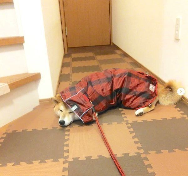 レインコートを着たまま寝るマリンちゃん